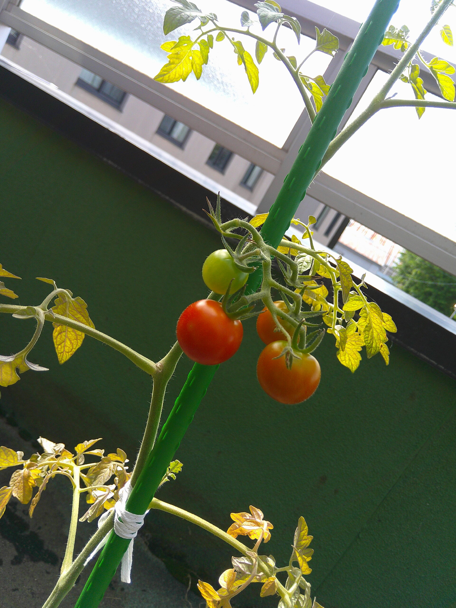 こもれび農園🍅